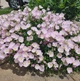Енотера вишукана 'Silky Orchid Pink', контейнер 0,5л. Відправка в березні - квітні - зображення 2