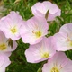 Енотера вишукана 'Silky Orchid Pink', контейнер 0,5л. Відправка в березні - квітні - зображення 3
