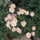 Енотера вишукана 'Silky Orchid Pink', контейнер 0,5л. Відправка в березні - квітні - зображення 5