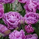 Цибулини Яскрава Тюльпан Махровий + Багатоквітковий Lilac Perfection (30992) (3шт) - зображення 2