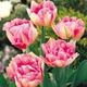 Цибулини Яскрава Тюльпан Махровий + Багатоквітковий Peach Blossom (30993) (2шт) - зображення 2