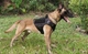 Шлея для собак Harness K9 Long, металлическая пряжка фастекс и система MOLLE, XL (87-115 см) Черный (076XL-BLACK) - изображение 11