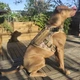 Шлея для собак Harness K9 Long, металлическая пряжка фастекс и система MOLLE, XL (87-115 см) Камуфляж (076XL-CAMO) - изображение 2