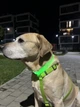 Шлея для собак водостійка анатомічна Н-подібна WAUDOG Waterproof з QR паспортом, пластикова пряжка-фастекс, салатова, розмір L - зображення 12