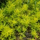 Саджанець Очиток відігнутий "Ангеліна" (Sedum reflexum "Angelina") - зображення 1