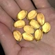 Омега 3 (Вітамін А та D) Solgar COD Liver Oil 100 капс - зображення 2