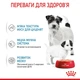 Вологий корм для цуценят Royal Canin Royal Starter Mousse 195 г - изображение 3