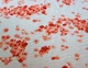 Тканина для одягу батист бавовняний без еластану натуральний білий з квітковим принтом м пог G 215 - зображення 4