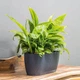 Горшок для цветов Form-Plastic Мика овальный с подставкой 2,65 л 12 х 11 х 26 см, Цвет Белый - изображение 5