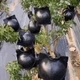Шары для укоренения растений PlantGrow, 10 штук - изображение 3