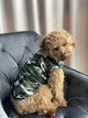 Майка для собак Dogs Bomba камуфляж, розмір 7 - изображение 3