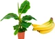 Банан Tropicana (Musa sapientum fixa), горщик ⌀12, висота 30-40см - изображение 3