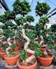 Бонсай Фікус Bonsai Ficus, горщик ⌀35, висота 100-120см - изображение 5