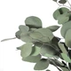 Популус тополь эвкалиптовый стабилизированный - изображение 3