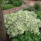 Сныть обыкновенная Variegata, Контейнер 0,5 л - изображение 5