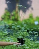 Сныть обыкновенная Variegata, Контейнер 0,5 л - изображение 7