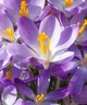 Крокус Вайтвелл Перпл (Whitewell Purple) - зображення 1