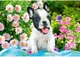 Пазл Castorland puzzle Щенок французского бульдога, 500 эл. (B-53650) - изображение 2