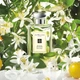 Одеколон унісекс Jo Malone Orange Blossom 100 мл - зображення 5