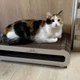 Когтеточка (царапка) – лежанка для кошек GoldCat М 55 х 25 х 12 см - изображение 8