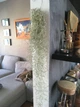 Тілландсія уснеєвидна Tillandsia usneoides, довжина 50-60см, без горщика - зображення 2