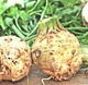 Насіння Селери Satimex коренева Празький Гігант, 0,5 г, Традиція - зображення 3