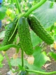 Насіння Огірка Lark Seeds Оптімус F1, 10 шт, Садиба Центр - зображення 3