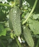 Насіння Огірка Lark Seeds Оптімус F1, 10 шт, Садиба Центр - зображення 4