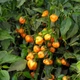 Насіння Перцю Satimex Хабанеро помаранчевий, 8 шт, Садиба Центр - зображення 3