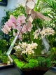 Флораріум з орхідеї-мікс "Plants room" h 40 см - изображение 1