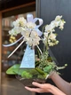 Флораріум з білої орхідеї "Plants room" h 45 см - изображение 3