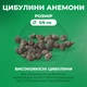 Луковицы Анемона Governor Махровая (202005) - изображение 4