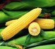 Насіння Кукурудзи Syngenta Оверленд F1, 20 шт, Садиба Центр - зображення 2
