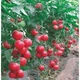 Насіння Томат Касаморі F1 10нас Kitano Seeds - зображення 2