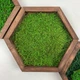 Сота зі стабілізованим Плоским мохом розмір 18х15 дерев'яна рамка Natural Wood - зображення 1