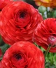 Лютики Red, 5 шт - зображення 1