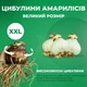 Амариллис American Dream (201306) - изображение 3
