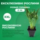 Хоста Glad Tidings Фіолетовий Florium (301181) - зображення 2