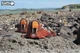 Сборная 3Д модель Eugy Зоопарк Морж (XEG-107) - изображение 16