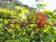Model 3D do składania Eugy Zoo Kameleon (9421035150743) - obraz 14