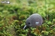 Сборная 3Д модель Eugy Зоопарк Киви (XEG-001) - изображение 6