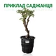 Саженцы Пион Kinko Jin Huang древовидный Древовидный (316015) - изображение 4