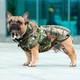 Одежда для собак жилет дождевик "SUNNY" с флисовой подкладкой. SKU 00260. Размер S. Your Stylish Hunter. Водостойкий жилет дождевик с флисом для французского бульдога, мопса, амбулли покета и всем, кому подходит по параметрам. - изображение 3