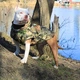 Одежда для собак жилет дождевик "SUNNY" с флисовой подкладкой. SKU 00260. Размер S. Your Stylish Hunter. Водостойкий жилет дождевик с флисом для французского бульдога, мопса, амбулли покета и всем, кому подходит по параметрам. - изображение 7