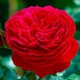 Саджанці Троянда штамбова Red Leonardo da Vinci (512607) - зображення 2