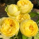 Саджанці Троянда штамбова Lemon Pompon (512597) - зображення 2