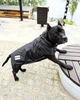 Одежда для собак дождевик "BLACK SHARK". SKU 004784. Размер M. Your Stylish Hunter. Дождевик жилет для собак средних и больших пород, от спаниеля и корги до добермана и овчарки. - изображение 8