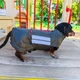 Одяг для собак дощовик “LETO”. SKU 004424. Розмір S. Your Stylish Hunter. Дощовик для собак породи такса, коргі, джек рассел, цвергпінчер та іншіх. - зображення 2