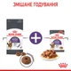 Вологий корм для кішок схильних до випрошування корму Royal Canin Appetite Control шматочки в соусі , 85 г - зображення 10