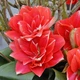 Луковицы Амариллис Double Dream Floralia (201007) - изображение 2